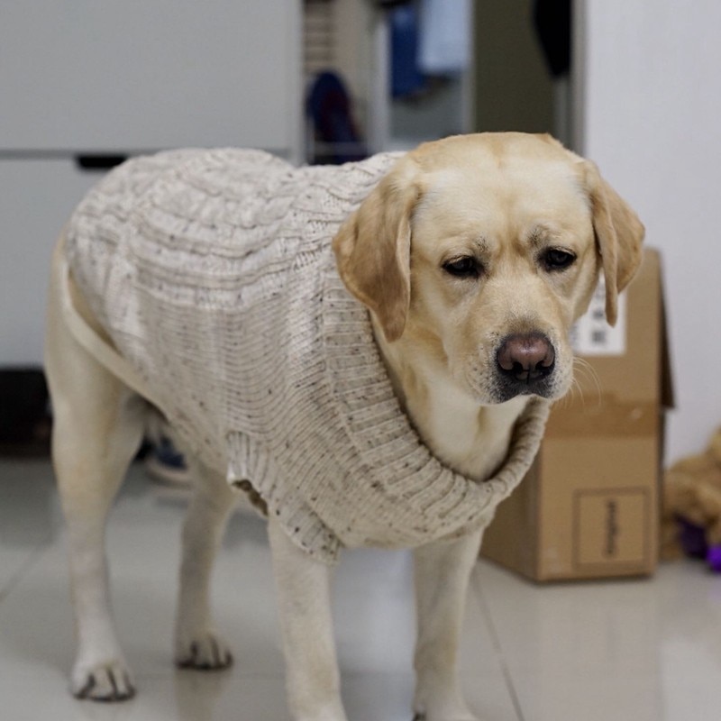 [MPK Dog Sweater] ߼   ,   ..
